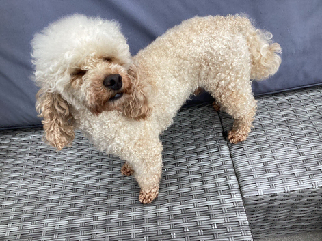 Apricot stud dog