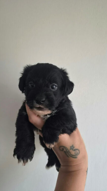 Toy poodle x miniature jack boy