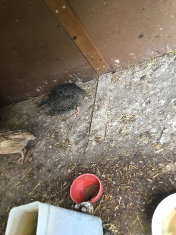 Cortex quail