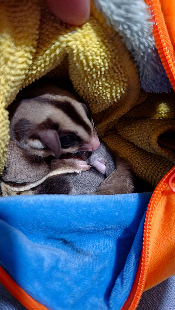 Sugar glider male Joey