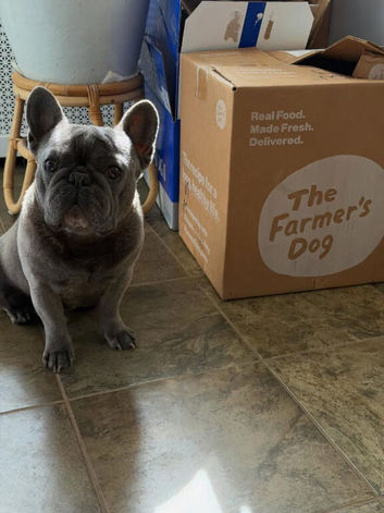 2 Year Old French Bulldog Male