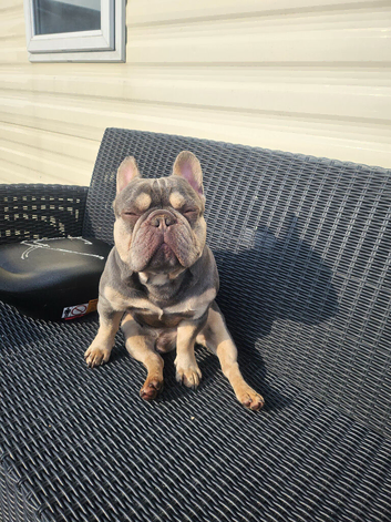 Outstanding kc reg 2 year old frenchie