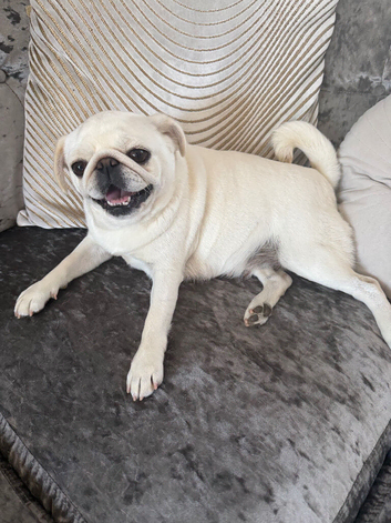Pug Puppies due 9th September