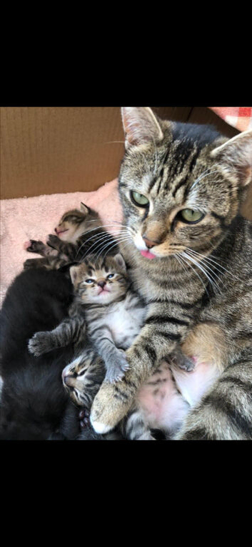 Beautiful 4 kittens