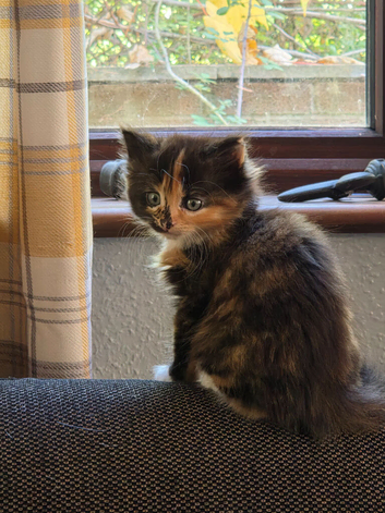 2 stunning kittens looking for homes