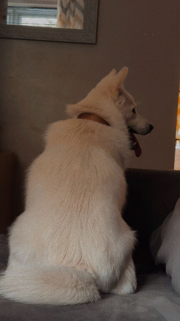 10 month old Japanese spritz Akita