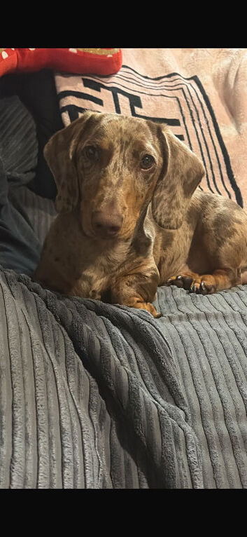 Miniture dashund male for sale