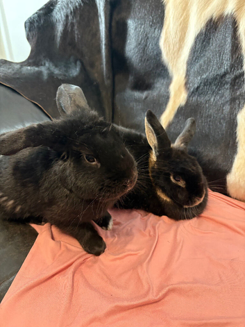 Breeding pair