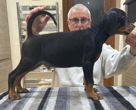Dobermann Puppies For Sale
