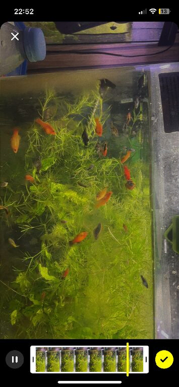 Platys Mollys