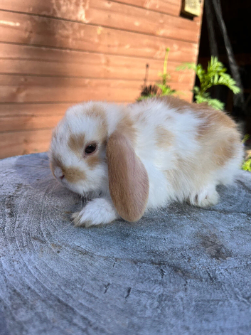 Gorgeous mixed litter of mini lops