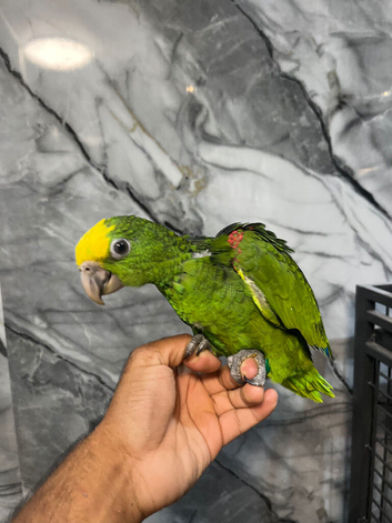 Hand-Rearing Friendly Super Tame Cuddly Yellow Crown Amazon
