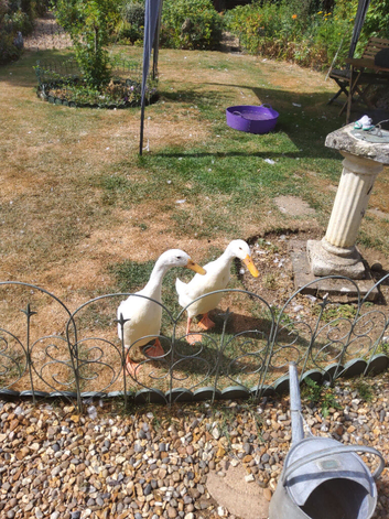 Free to good home with other ducks