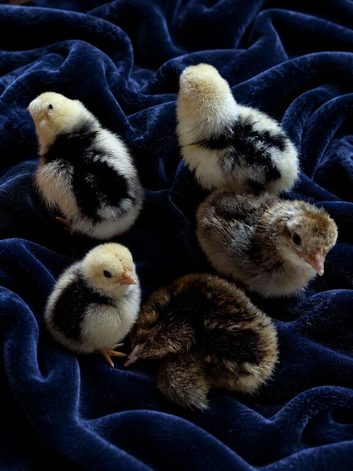 5 farmyard mix chicks