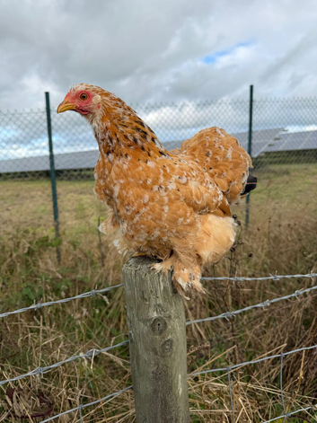 CHICKENS FOR SALE &ndash; POINT OF LAY HENS & ROOSTERS- MILLEFLEUR PEKIN BANTAMS