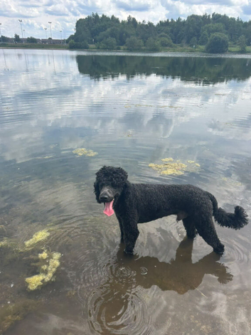 Standard poodle male