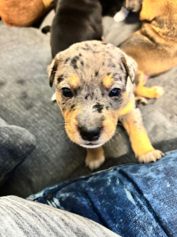 Gorgeous Staffy x Blue Merle Collie Pups