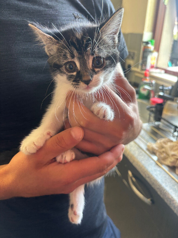 Kitten