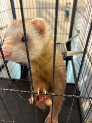 1 year old Male ferret