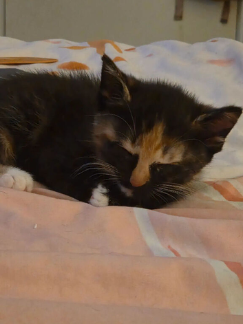 Two kittens for sale