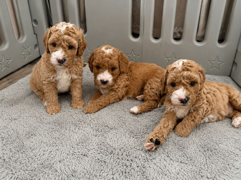 Cavapoo puppies