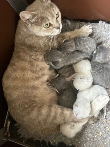 Beautiful British short hair kittens