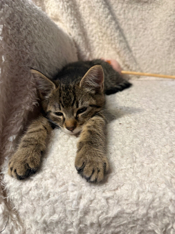 Mixed Maine Coon Boy Looking for a Loving Home