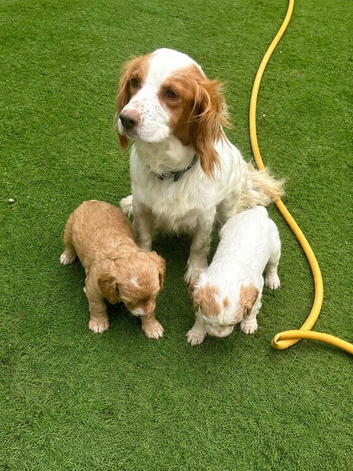 2 cocker spaniel girls