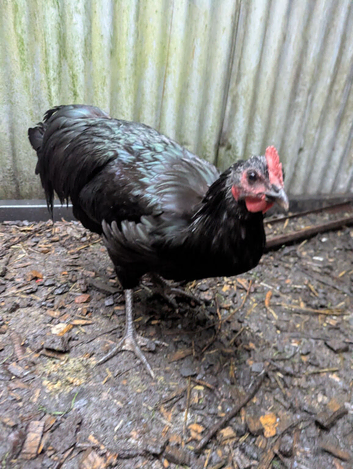 Australorp cockerel