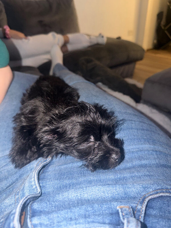 Bella teacup yorkie