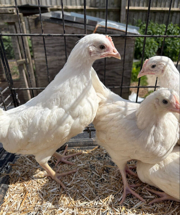 White leghorn chickens