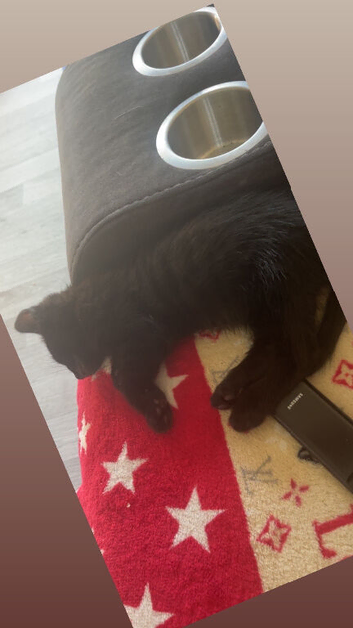 Full Black Kitten