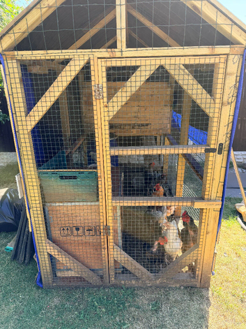 Healthy Laying Hens & Chicks for Sale