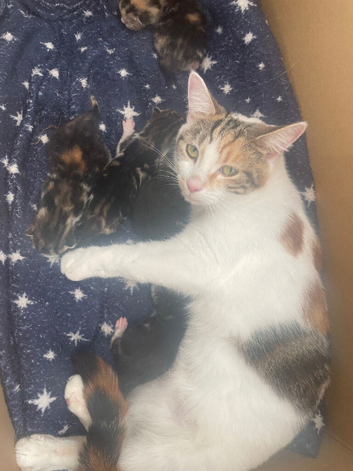 Calico kittens