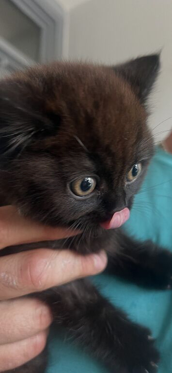 British shorthair