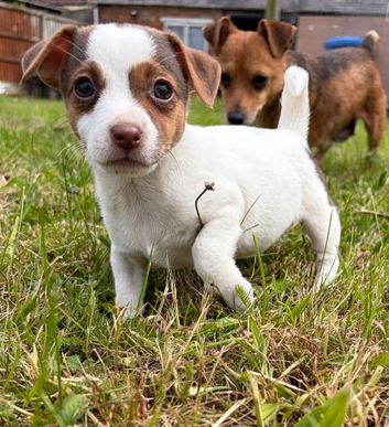 Miniature Jack Russell&rsquo;s