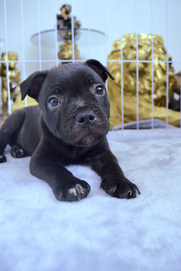 Staffordshire Bull Terrier K.C registered