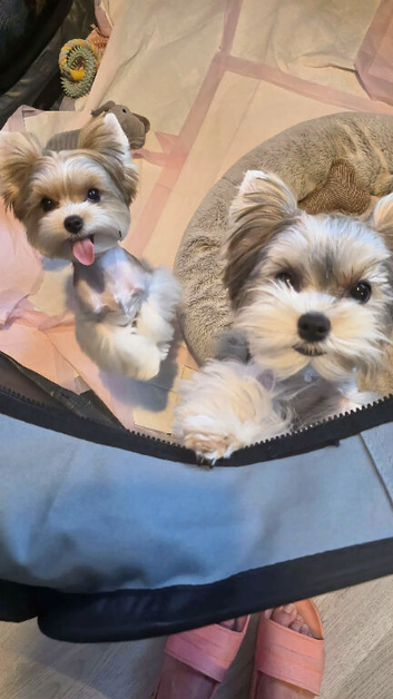 Mini biewer terrier puppies