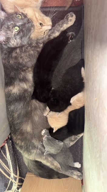 3 week old kittens looking for their forever home!!!