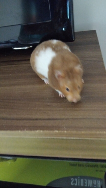 Female brown syrian hamster