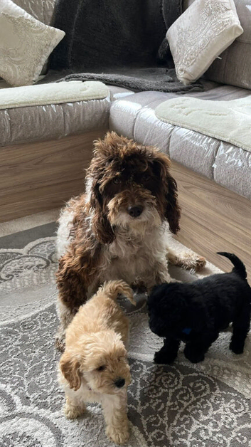 Cockapoo puppy
