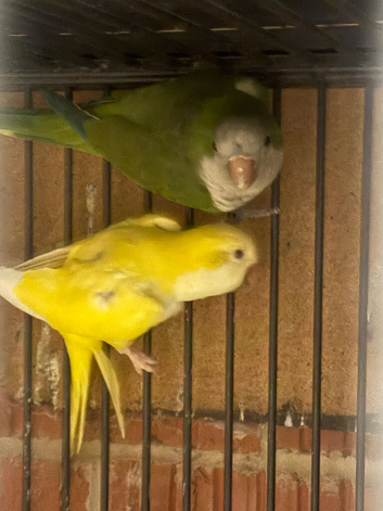 Monk parrot pair