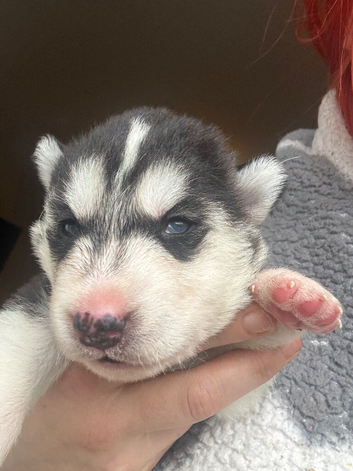 2 blue eyed female husky pups looking for their homes.