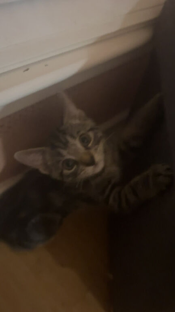 Female Kitten for sale