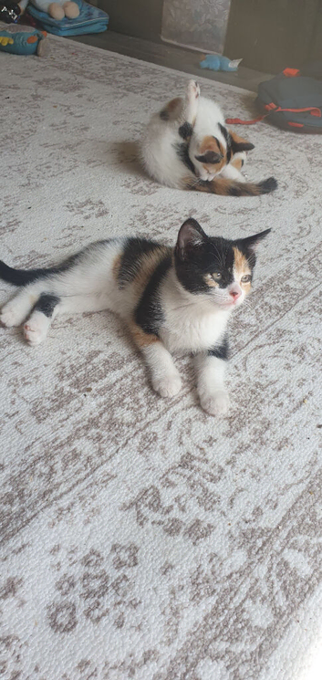3 female kittens 8weeks old