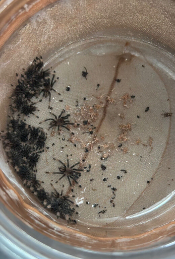 Psalmopoeus cambridgei Spiderlings