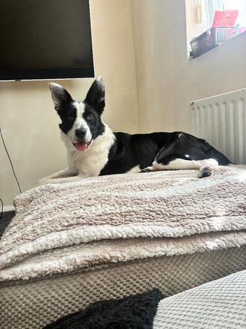 Border collie for sale