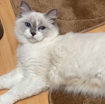 Female ragdoll
