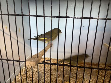 CYB Greenfinches for sale