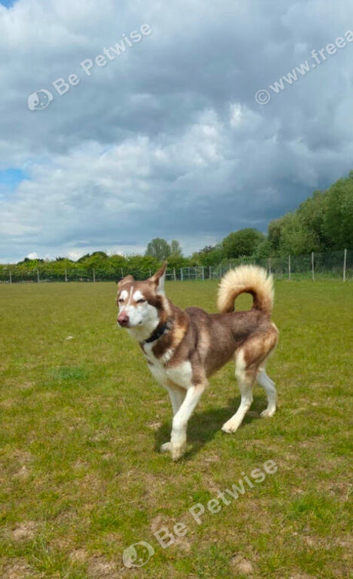 Red husky